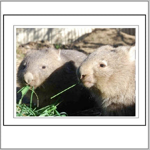 Charlie and wiggles eating No C2