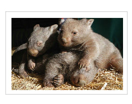 Calendar rumble of wombats No C1