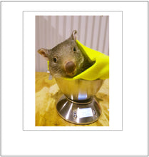 Load image into Gallery viewer, George wombat too cute. No G4