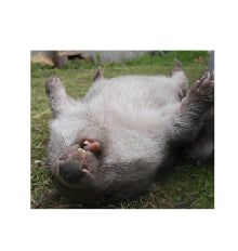Rolly polly Poppy wombat Blank photo card with envelope 210 gms gloss ...