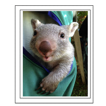 Load image into Gallery viewer, Wiggles the wombat. No W3