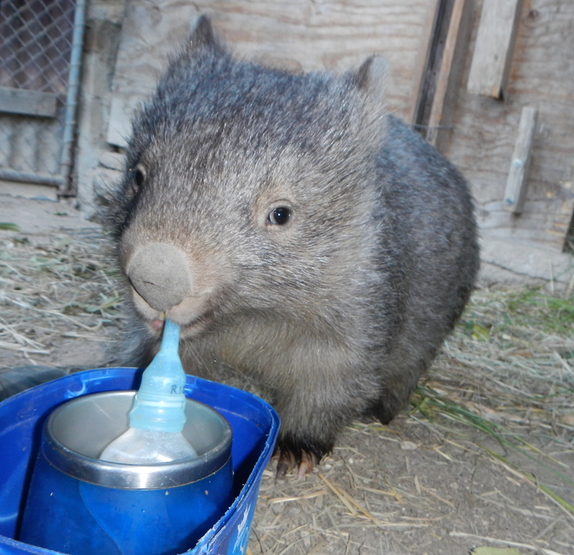 Gift of Milk and Food for all our little wildlife $20 – Rocklily Wombats