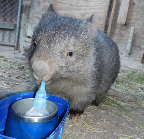 Gift of Milk for our little wombats $10